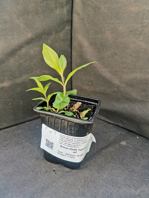 Флокс Юник Тренди 